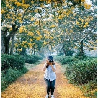 50 Hạt Giống Hoa Mimosa màu vàng tỉ lệ nảy mầm cao thích hợp khí hậu Việt Nam