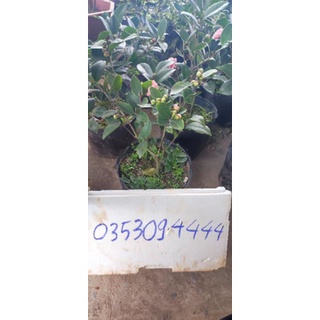 Cây trà my đang nụ cao 50cm bông cực to