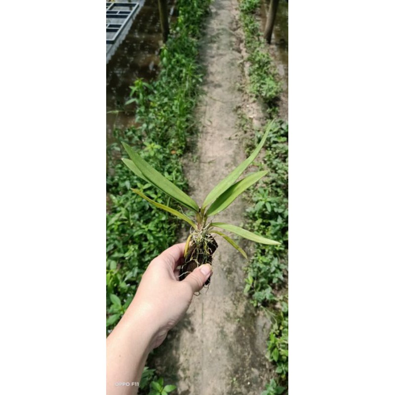 Hoa lan Vũ nữ Peru trưởng thành sắp hoa