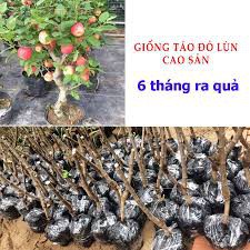 TÁO LÙN CAO SẢN