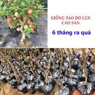 TÁO LÙN CAO SẢN