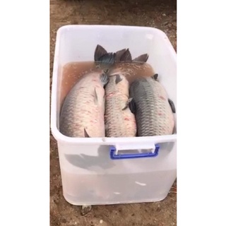 Mồi câu cá đen chép trắm trắng
