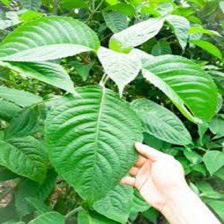 Cây giống chè khổng lồ