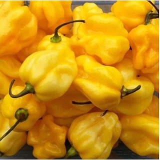 5 Hạt Giống Ớt Siêu Cay Habanero Màu Vàng ( Yellow Habanero) Tặng Kèm Kích Mầm
