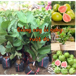 Cây Ổi Ruby Ruột Đỏ Giống NSC Cái Mơn