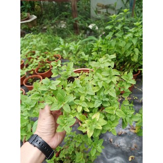 Cây kinh giới oregano - chậu lớn