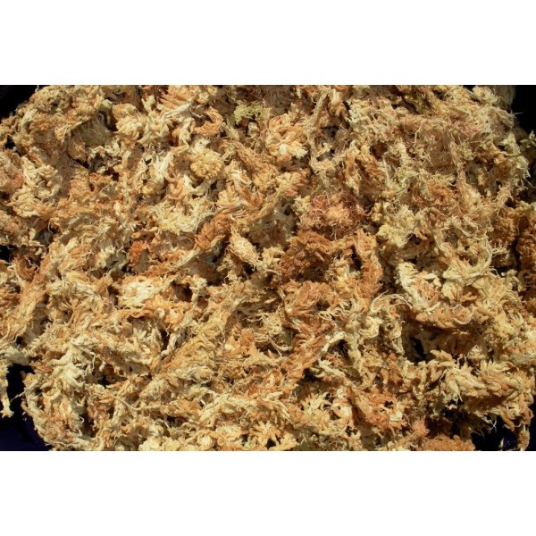 DỚN THÁI LAN - 10Gr/ gói