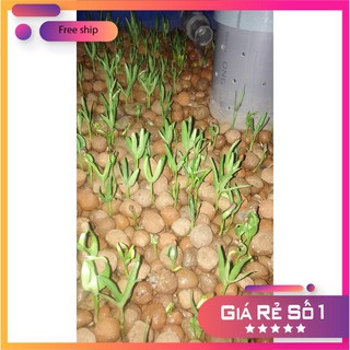 HẠT GIỐNG RAU MẦM RAU MUỐNG 50 GRAM LUCKY.VN