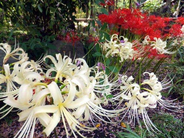 1 củ hoa bỉ ngạn màu trắng, củ đẹp