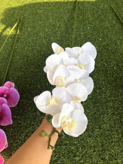 HOA LAN HỒ ĐIỆP 9 BÔNG