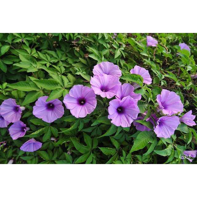 Hạt giông hoa Bìm BÌm F1 Loại mix màu dễ trồng hoa nở đẹp chống sâu bệnh