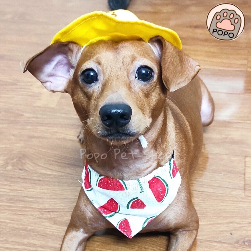 Yếm Tam Giác Cho Chó Mèo Thú Cưng