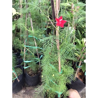 hoa tóc tiên + Tặng Phân Bón cho cây mau lớn