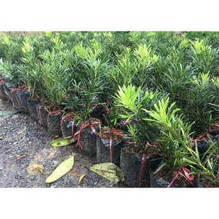 combo 2 CÂY GIỐNG TÙNG LA HÁN