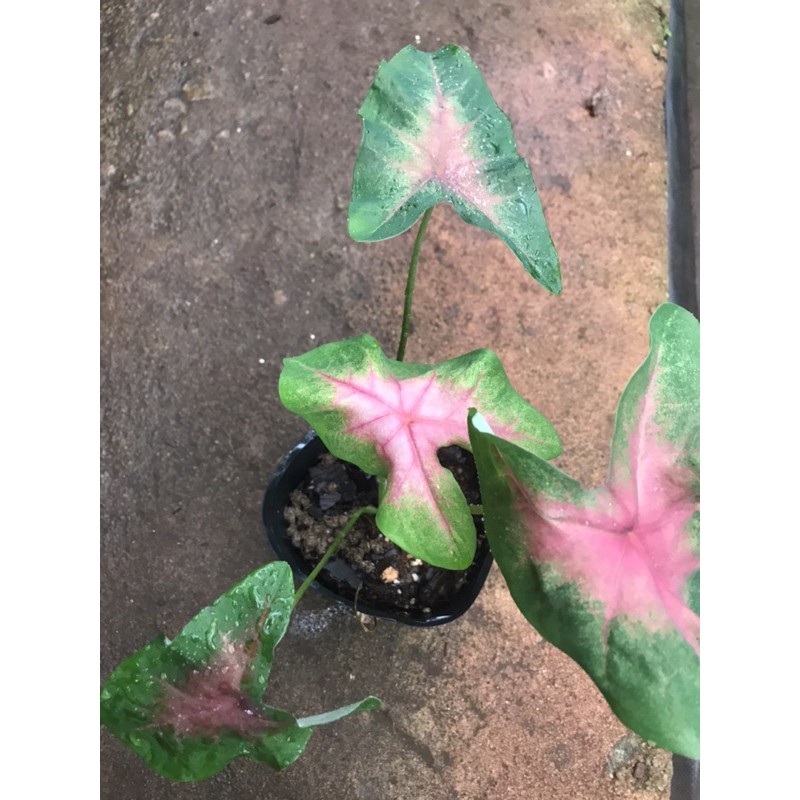 Chậu cứng Môn hồng ( Elephant Ear Caladium)