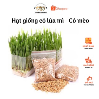 Hạt giống cỏ lúa mì - cỏ mèo