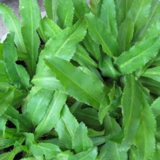 Hạt giống Rau Ngò Gai, Mùi Tàu RADO cao cấp dành cho gia đình, năng suất cao, dễ trồng
