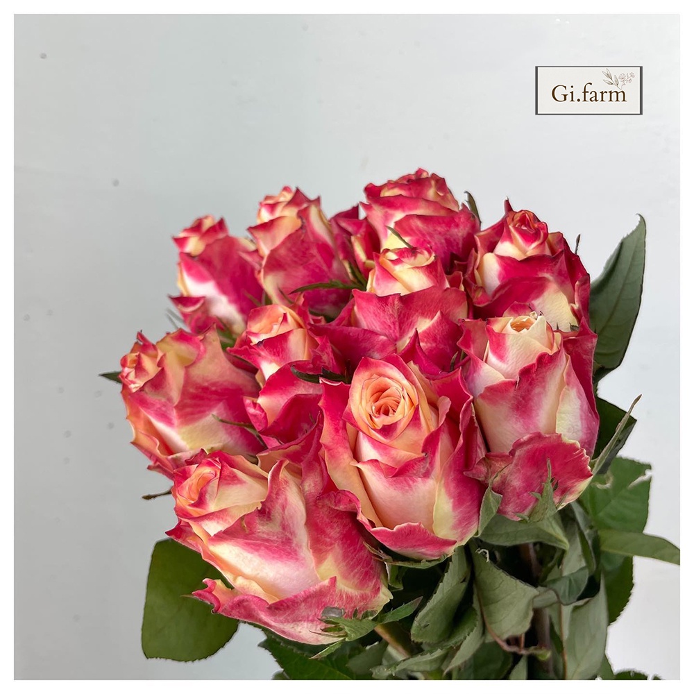 Hoa hồng Đà Lạt các màu  |Ship hoả tốc| Hoa tươi Gifarm