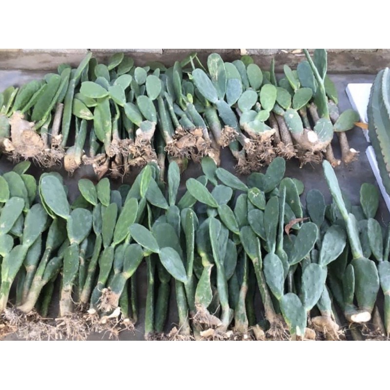 Xương rồng tai thỏ ( loại 0,5m )