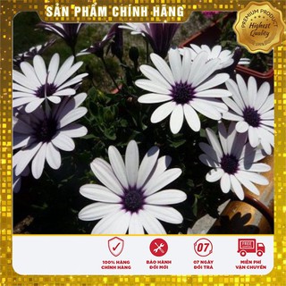 Hạt giống hoa cúc mặt trời châu phi nhiều màu dễ trồng gói 50 Hạt