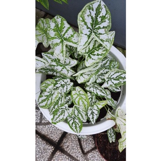 Cây Môn Đốm Trắng