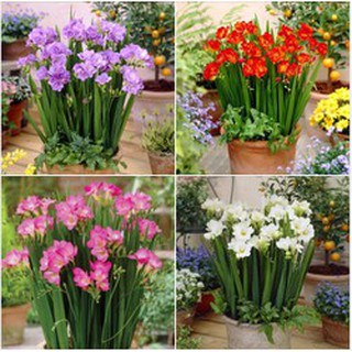 Combo 4 củ hoa lan nam phi - trắng vàng tím hồng - kèm 4 viên nén ươm củ