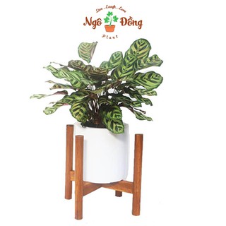 Đôn Kê Nâng Chậu Cây Cảnh Chậu Hoa 1 Tầng Chân Tròn Bằng Gỗ Tràm Tự Nhiên Trang Trí Trong Nhà Ngoài Sân Vườn