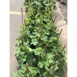    Cây sẵn   Bầu Bí Mướp Hương Khổ Qua Dưa Leo Bí đao 