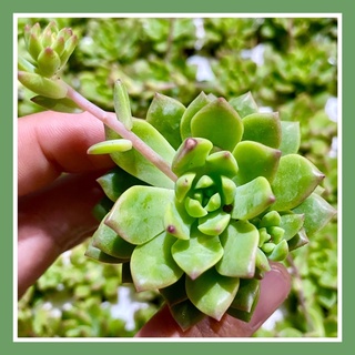 🌼 sen đá vàng mới size vỉ // lỗi 1 đổi 1 chuẩn size đà lạt ♥️