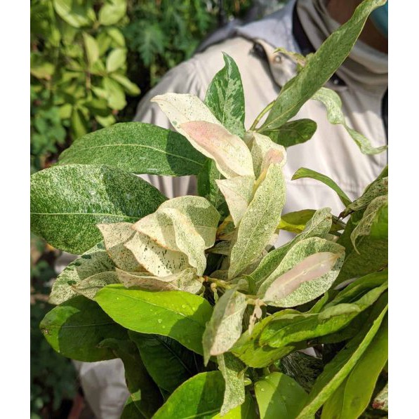 5 Hạt Giống Bạch mai đọt hồng F1 Siêu Hoa