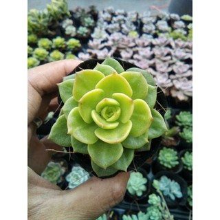 Sen đá nuda