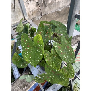 Cây môn đốm trắng đỏ giá rẻ đẹp