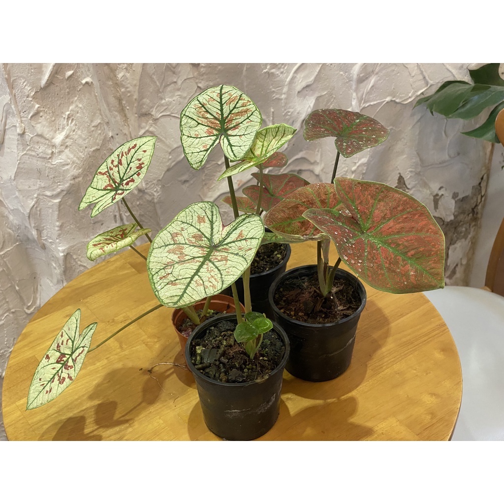 Cây cảnh - Môn dâu, môn đốm đủ màu - Caladium (kèm chậu nhựa đẹp)