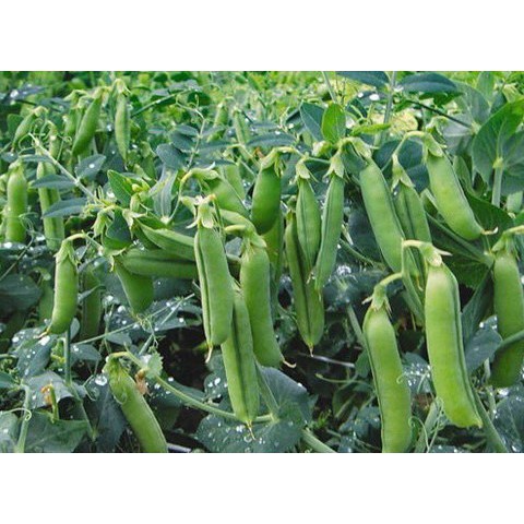Hạt Giống Đậu Hà Lan F1 loại dễ trồng năng suất cao chống sâu bệnh [gói 200gram ,500gram,1kg]