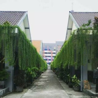 Cúc tần Ấn Độ