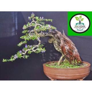 - 100g Dây nhôm học chỉ uốn cây cảnh hàng đẹp, chuyên cho cây hoa cảnh.