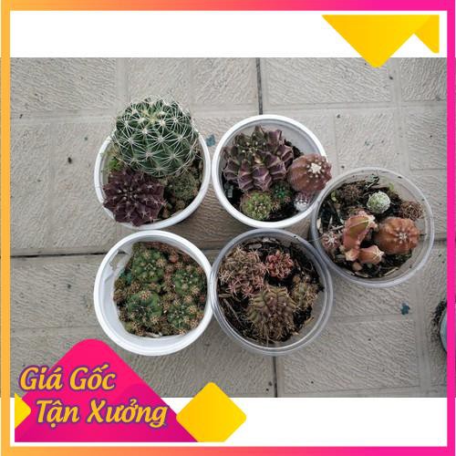 Khu vườn xương rồng tiểu cảnh mix chậu 3-6 loại mini (KM: mua 5 chậu tặng 1 chậu) .