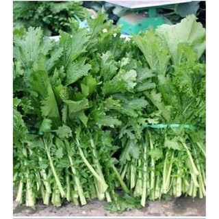 20Gr Hạt giống rau cải mèo
