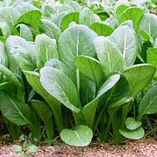 Hạt giống Cải xanh lùn gói 20 gram
