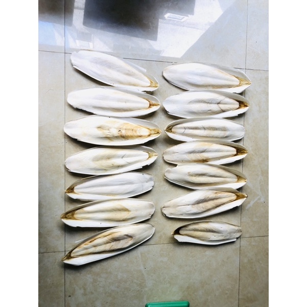 Nan mực nguyên miếng size 12cm trở lên