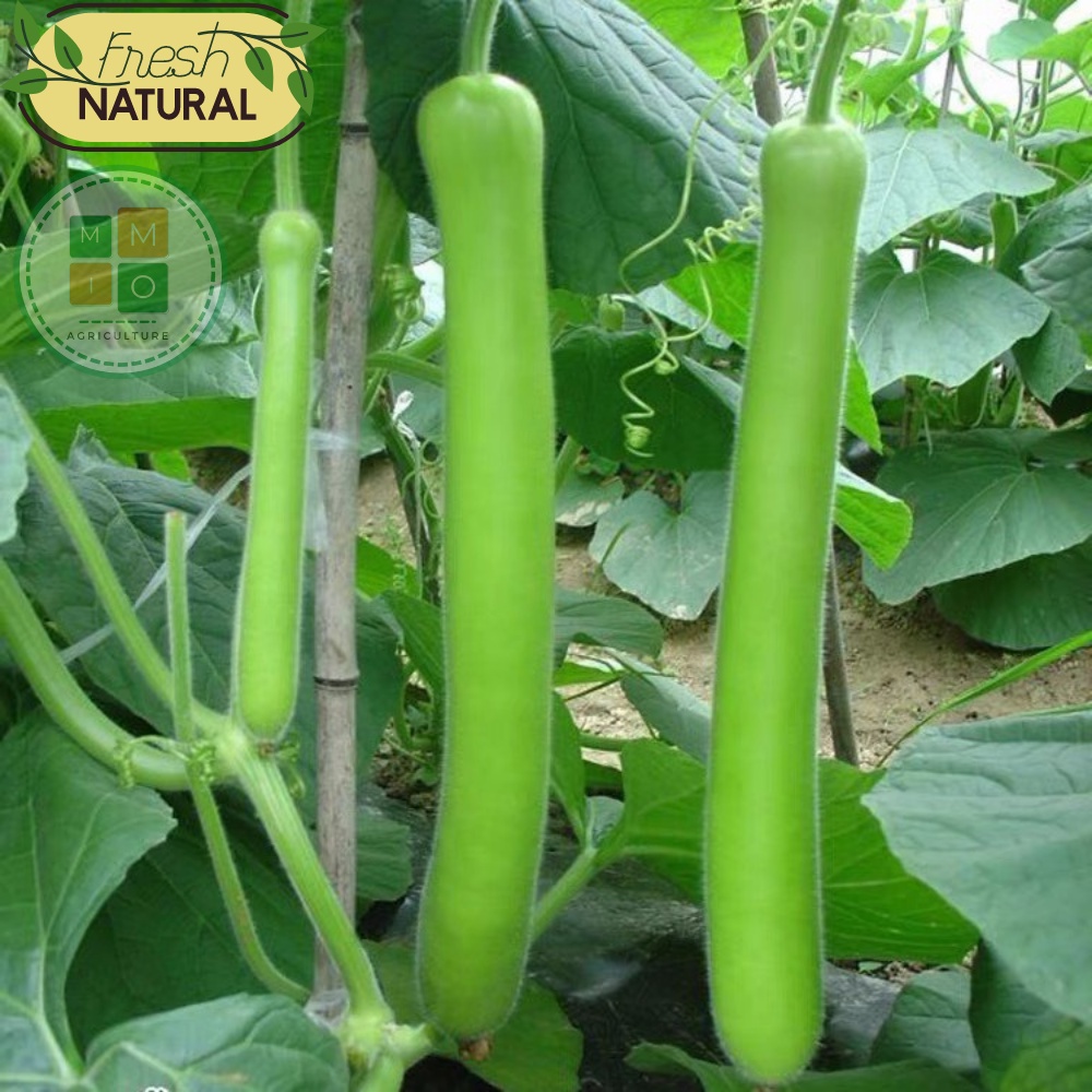 Hạt giống bầu xanh dài siêu trái Đài Loan