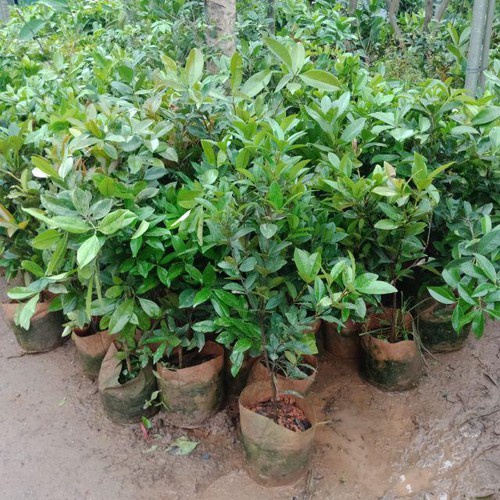 CÂY GIỐNG CHERY BRAZIL- CÂY CAO 50-70CM - CHUẨN GIỐNG F1