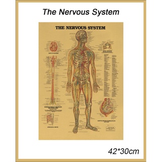 Poster dán tường y tế hệ thống cơ thể con người 'The Nervous System'