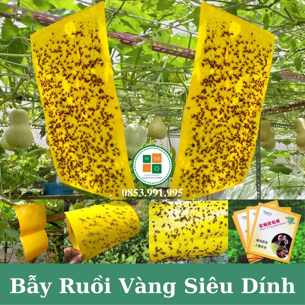 Combo bẫy ruồi vàng siêu dính - Hiệu quả với nhiều loại côn trùng gây hại cho vườn lan, rau hoa màu và cây ăn trái