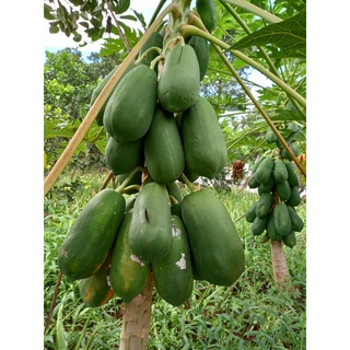 Đu đủ ruột đỏ