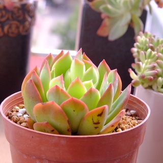 SEN ĐÁ XOÁY VIỀN LỬA