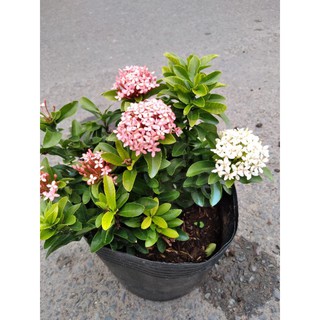 cây mẫu đơn trắng hồng