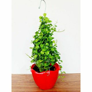 ĐôLa chậu treo ( loại lớn )