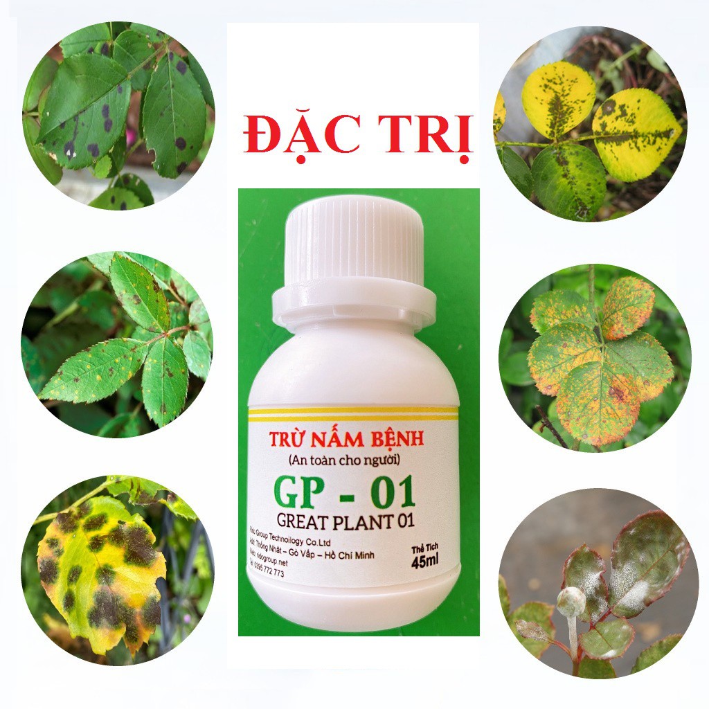 GP-01 Chuyên Trị Gỉ Sắt, Đốm Đen, Phấn Trắng Trên Hoa Hồng