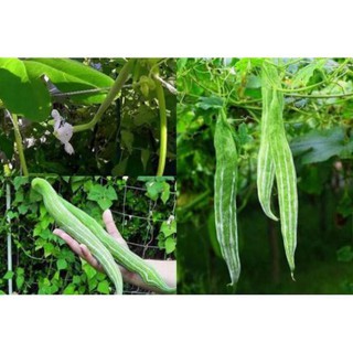 5 Hạt giống quả lặc lè sai quả ( mướp mèo- nắc nẻ- lặc lày- mướp nhật)
